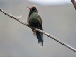 Rainbow-bearded Thornbill